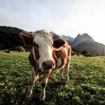 芙宁娜本子:探索芙宁娜的奇幻世界与创作灵感 vkge75q